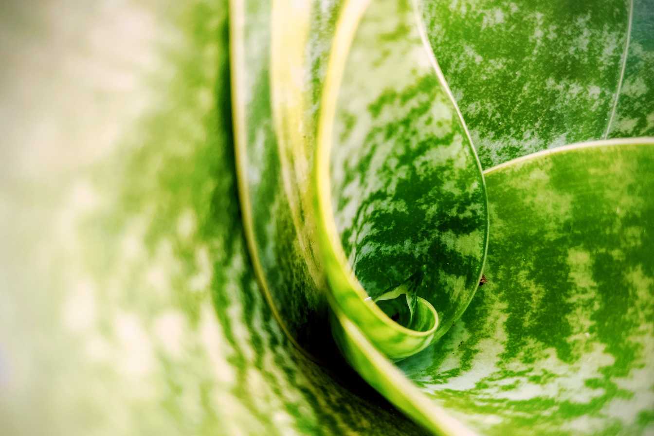 chlorophylle-bienfaits-2