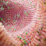 flore intestinale et probiotiques 1