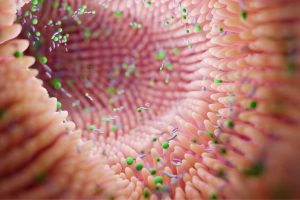 flore intestinale et probiotiques 1