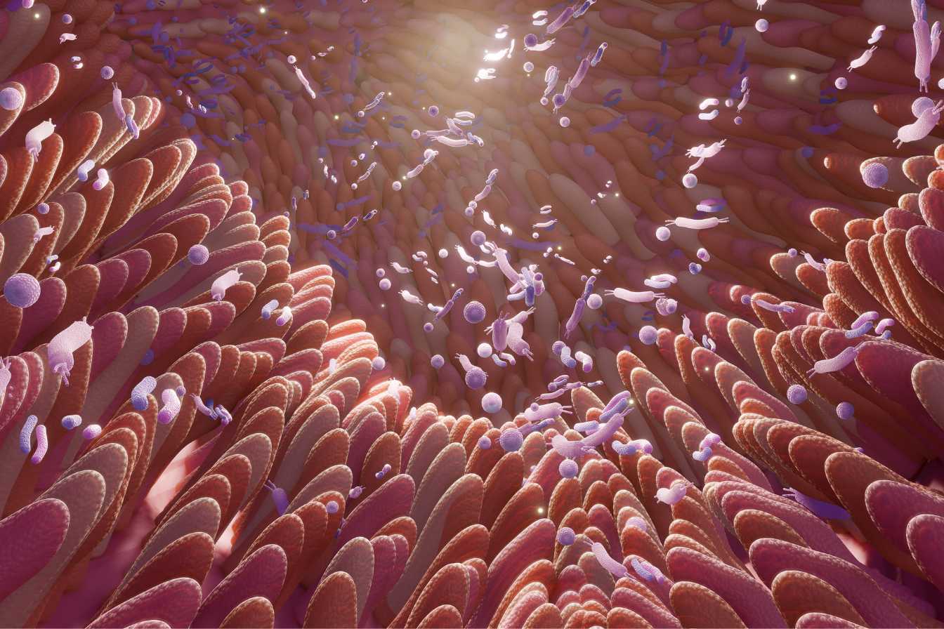 flore-intestinale-et-probiotiques-2