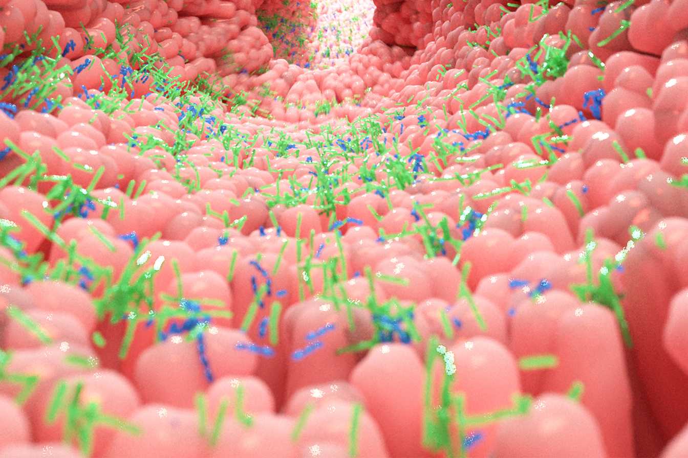 flore-intestinale-et-probiotiques-3